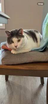 Domestic Short Hair Cats Available for Adoption - Bernadette | PetCurious
