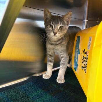 Venus -  Domestic Short Hair Cat for Adoption in Manhattan, Kansas - Venus | PetCurious