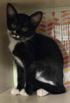 A229686 -  Domestic Short Hair Cat for Adoption in Woodland, California - A229686 | PetCurious