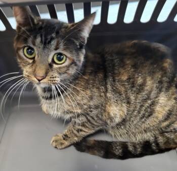 Rescue Domestic Short Hair Cats for Adoption in Lawrenceville, Georgia - Pen 48/49 Livie | PetCurious