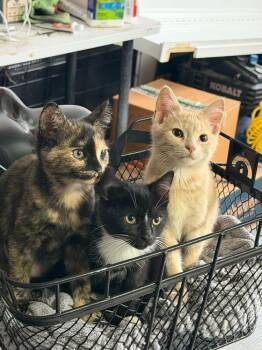 Texas -  Domestic Short Hair Cat for Adoption in Mishawaka, Indiana - Texas | PetCurious