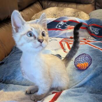 Rescue Domestic Short Hair Cats for Adoption in Las Vegas, Nevada - Kimba | PetCurious