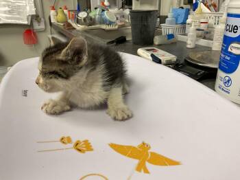 BONNIE - NEEDS A FOSTER -  Domestic Short Hair Cat for Adoption in Ontario, California - BONNIE - NEEDS A FOSTER | PetCurious