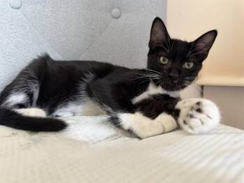 JOSIE -  Domestic Short Hair Cat for Adoption in Colorado Springs, Colorado - JOSIE | PetCurious