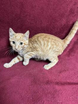 Rescue Domestic Short Hair Cats for Adoption in Waterloo, Iowa - Simon | PetCurious