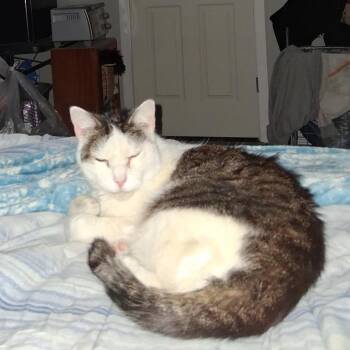 Domestic Short Hair Cats Available for Adoption in Newark, New Jersey - Tony | PetCurious