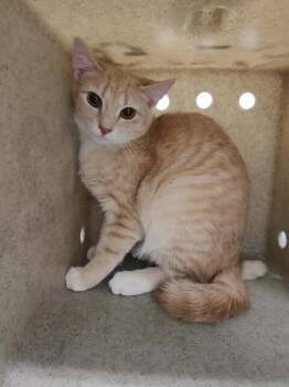 Rescue Domestic Short Hair Cats for Adoption in Fruit Heights, Utah - Burberry | PetCurious