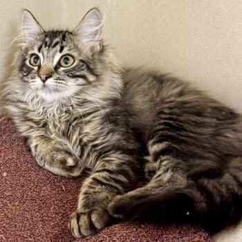 Jewel -  Domestic Medium Hair Cat for Adoption in Colorado Springs, Colorado - Jewel | PetCurious