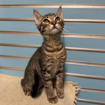 Skitty -  Domestic Short Hair Cat for Adoption - Skitty | PetCurious