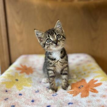 Cannoli--In Foster -  Domestic Short Hair Cat for Adoption in Fargo, North Dakota - Cannoli--In Foster | PetCurious