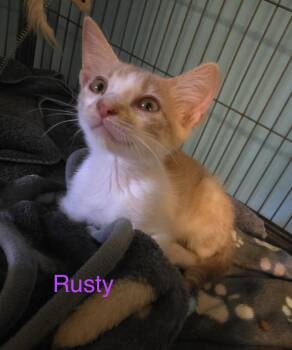Rusty -  Domestic Short Hair Cat for Adoption in Shrewsbury, Massachusetts - Rusty | PetCurious