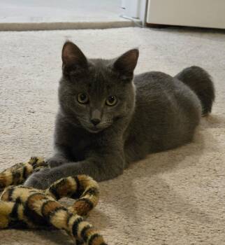 Rocky -  Domestic Short Hair Cat for Adoption in Leesburg, Virginia - Rocky | PetCurious