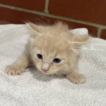 Domestic Short Hair Cats Available for Adoption in Cabot, Arkansas - Baron | PetCurious