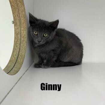 Ginny -  Domestic Short Hair Cat for Adoption in Hazlet, New Jersey - Ginny | PetCurious
