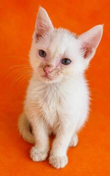 Romeo -  Domestic Short Hair Cat for Adoption in Columbia, Tennessee - Romeo | PetCurious