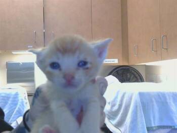 TEXAS -  Domestic Short Hair Cat Available for Adoption in Sacramento, California - TEXAS | PetCurious