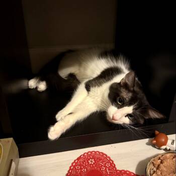 Rescue Domestic Short Hair Cats for Adoption in Tempe, Arizona - Mom Jeans | PetCurious