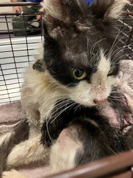 SQUIBBLE -  Domestic Short Hair Cat for Adoption in Long Beach, California - SQUIBBLE | PetCurious