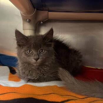 Granny Smith -  Domestic Short Hair Cat for Adoption in Mentor, Ohio - Granny Smith | PetCurious