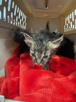 Domestic Short Hair Cats Available for Adoption in Palmetto, Florida - A135718 | PetCurious