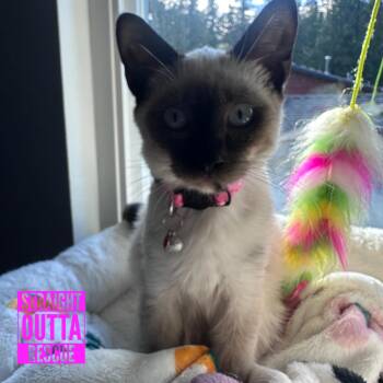 Sundae -  Siamese Cat for Adoption in Vancouver, British Columbia - Sundae | PetCurious