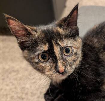 Pumpkin -  Domestic Medium Hair Cat for Adoption in Lenexa, Kansas - Pumpkin | PetCurious