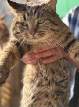Domestic Short Hair and Tabby Cats Available for Adoption in Johnson City, Tennessee - Bodie | PetCurious