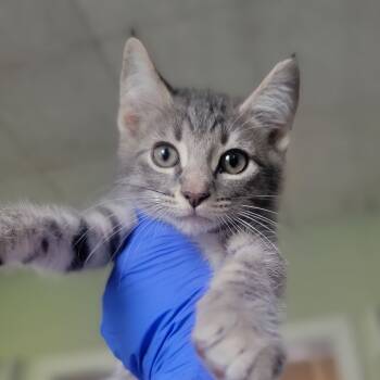 Rescue Domestic Short Hair Cats for Adoption in Troy, Illinois - Soup Of The Day | PetCurious