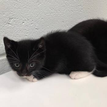 Tails -  Domestic Short Hair Cat for Adoption in Chattanooga, Tennessee - Tails | PetCurious