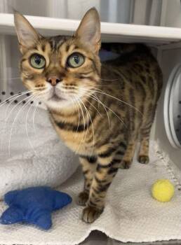 Louis -  Bengal Cat for Adoption in Jackson, Michigan - Louis | PetCurious