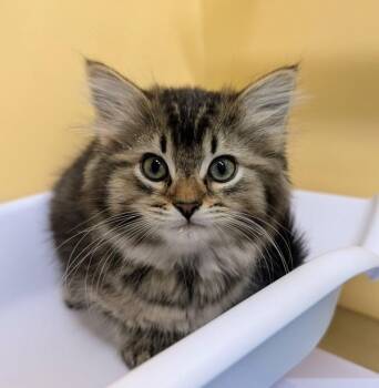 Chickaree -  Domestic Long Hair Cat for Adoption in Sechelt, British Columbia - Chickaree | PetCurious