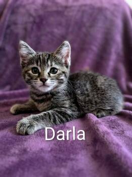 Darla -  Tabby Cat for Adoption in Wyandotte, Michigan - Darla | PetCurious