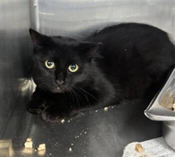 A574342 -  Domestic Short Hair Cat for Adoption - A574342 | PetCurious