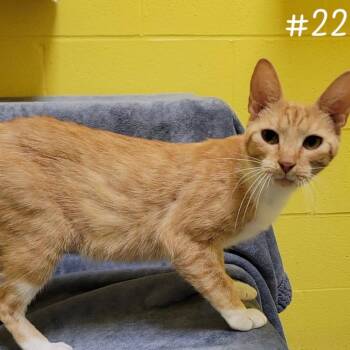 Domestic Short Hair Cats Available for Adoption in Parkersburg, West Virginia - Orchird | PetCurious