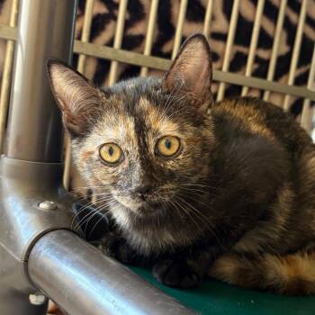 Angelicat -  Domestic Short Hair Cat for Adoption in Goleta, California - Angelicat | PetCurious