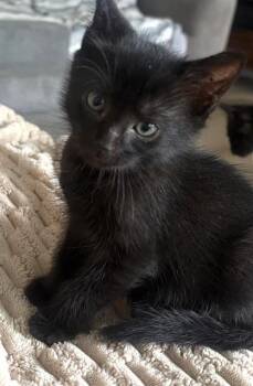 JAYDEN -  Domestic Short Hair Cat for Adoption in Camarillo, California - JAYDEN | PetCurious