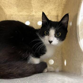 SVAS-Stray-39307 -  Domestic Short Hair Cat for Adoption in Lyndhurst, Virginia - SVAS-Stray-39307 | PetCurious