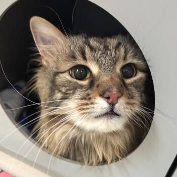 Domestic Long Hair Cats Available for Adoption in Reno, Nevada - Leo | PetCurious