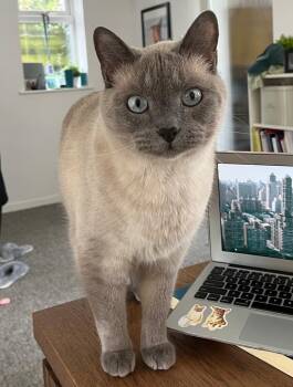 Siamese Cats Available for Adoption in Fort Worth, Texas - Schreiner | PetCurious