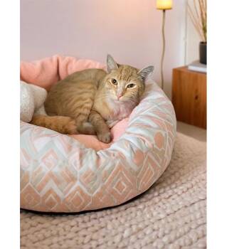 Rescue Tabby Cats for Adoption in Los Angeles, California - Elmer | PetCurious