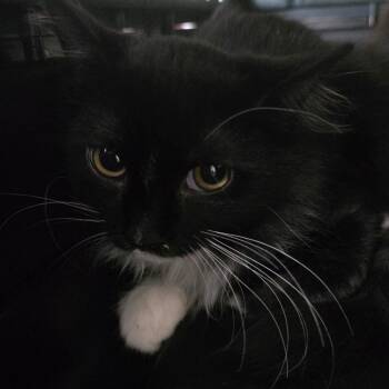 Paws -  Domestic Long Hair Cat for Adoption in Grantsville, Utah - Paws | PetCurious