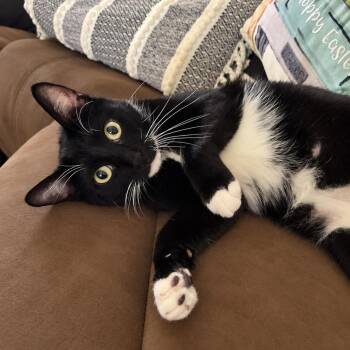 Felix Finch -  Domestic Short Hair Cat for Adoption in Chandler, Arizona - Felix Finch | PetCurious