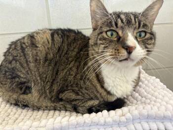 Domestic Short Hair Cats Available for Adoption in Auburn, California - KOKOMO | PetCurious
