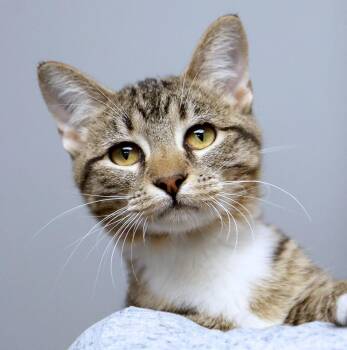 Mary (AO37799) -  Domestic Short Hair Cat for Adoption in Kansas City, Kansas - Mary (AO37799) | PetCurious
