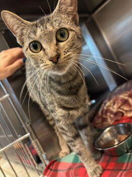 Rescue Tabby Cats for Adoption in Hopewell, Virginia - Bella | PetCurious