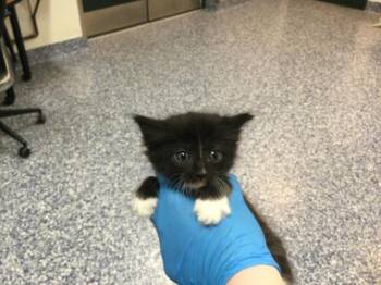 Domestic Short Hair Cats Available for Adoption in Thousand Palms, California - A1912868 | PetCurious