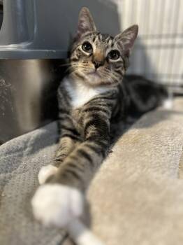 Sage -  Domestic Short Hair Cat for Adoption in Seven Valleys, Pennsylvania - Sage | PetCurious