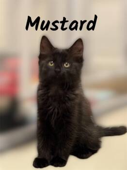 Mustard -  Domestic Medium Hair Cat for Adoption in Auburn, California - Mustard | PetCurious