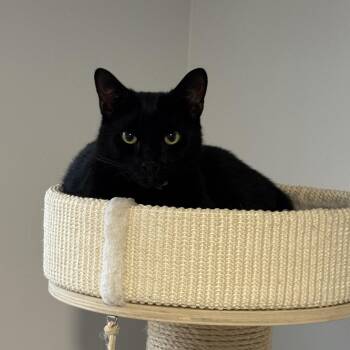 Domestic Short Hair Cats Available for Adoption in Charlotte, North Carolina - Rachel And Ross | PetCurious