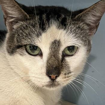 Aunt Gladys -  Domestic Short Hair Cat for Adoption in Chattanooga, Tennessee - Aunt Gladys | PetCurious